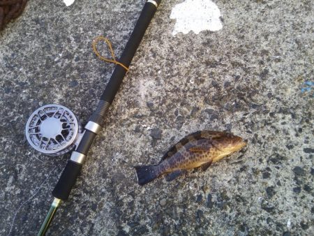 ヘチ釣りでハタ！ハタ！ハタ！