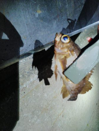 久々のアジング