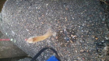 キス好調です！