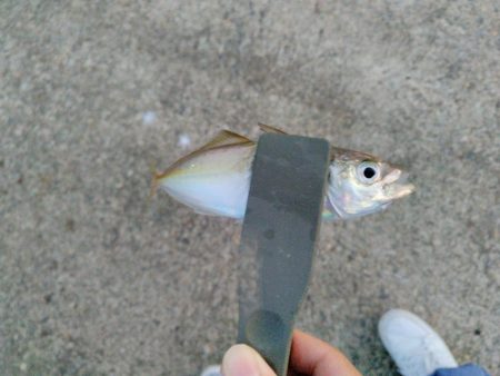 サビキとアジング