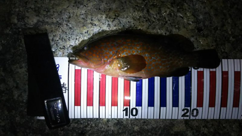 根魚探索 ナイトゲーム編