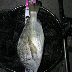 南港カモメ大橋釣行 (真チヌ40cm、小キビレ釣果有りマス)