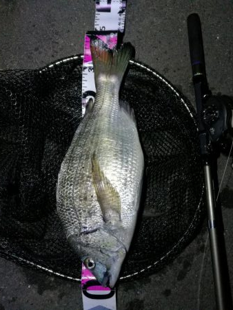 南港カモメ大橋釣行 （真チヌ40cm、小キ…