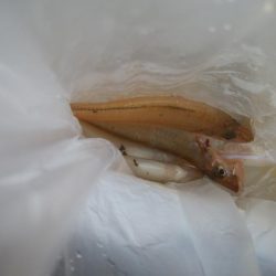 キス釣れましたー