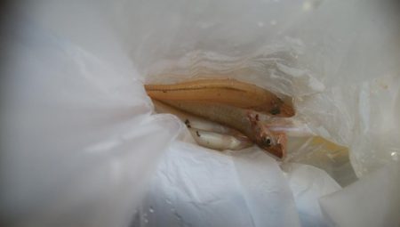 キス釣れましたー