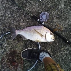 ヘチ釣りでヘダイ48ｃｍ！ワームでマダイ！