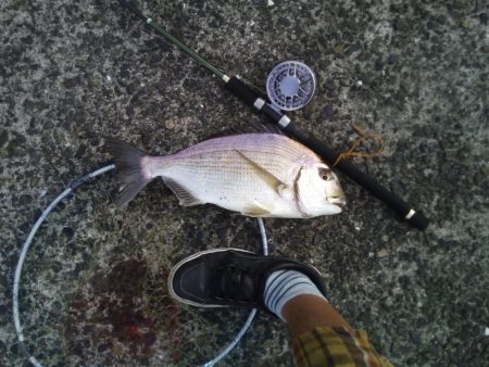 ヘチ釣りでヘダイ48ｃｍ！ワームでマダイ！