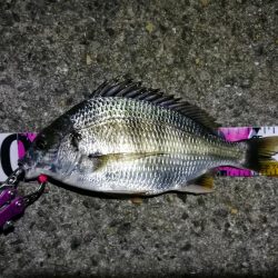 南港フェリーのヘチ釣り (小キビレ釣果のみです)