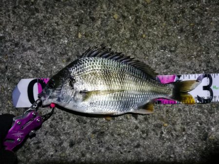 南港フェリーのヘチ釣り (小キビレ釣果のみです)