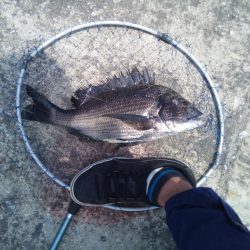 ヘチ釣りでチヌ