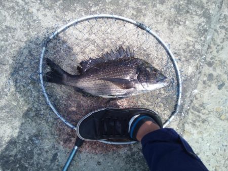 ヘチ釣りでチヌ