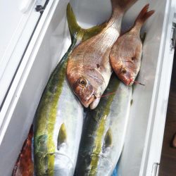 明石で鯛ラバとジギング