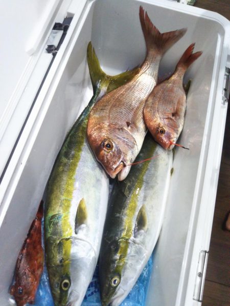 明石で鯛ラバとジギング