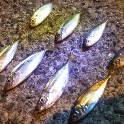 南港フェリーターミナルで夜釣り