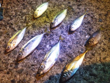 南港フェリーターミナルで夜釣り