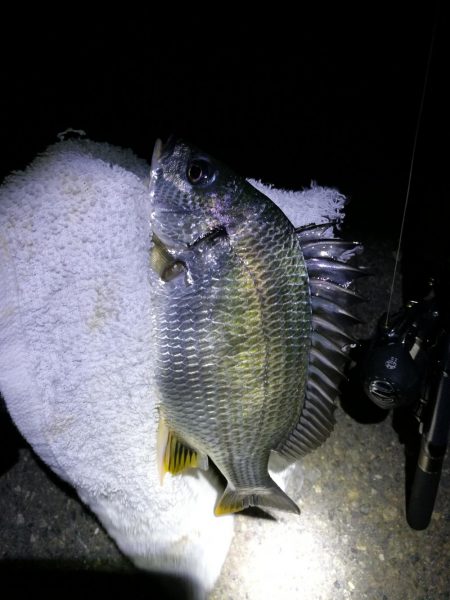 フェリーターミナル　3名ヘチ釣行　好キビレ…