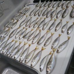 南港シーサイドコスモでサビキ好調