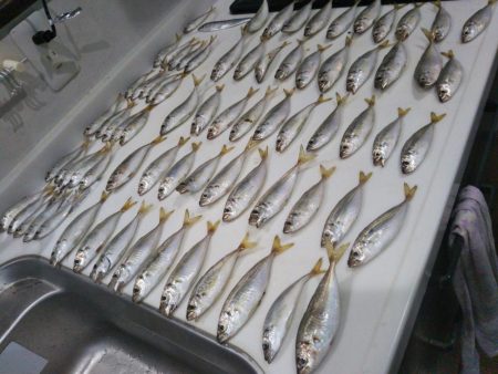 南港シーサイドコスモでサビキ好調