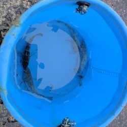 セイゴ、アジその他