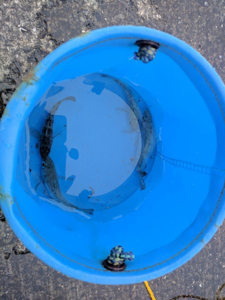 セイゴ、アジその他