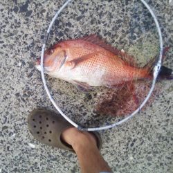 ヘチ釣りでマダイ48cm！！