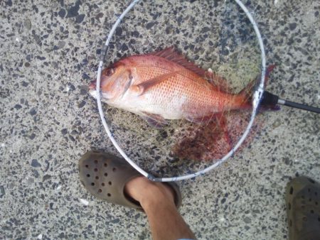 ヘチ釣りでマダイ48cm！！