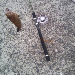 ヘチ釣りでハタ