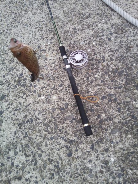 ヘチ釣りでハタ