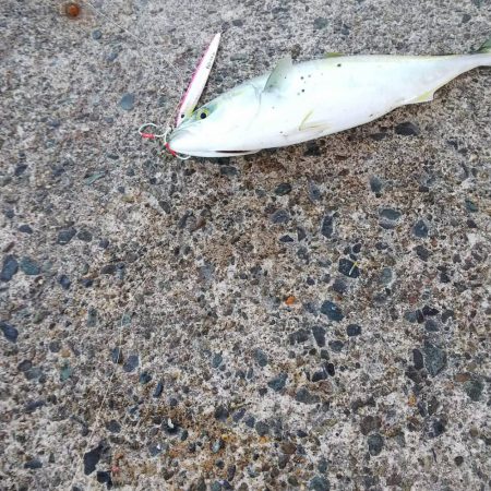 ショアジギング!