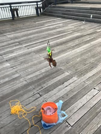 南港タコ釣り