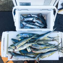 小浦一文字、ポッパーに好反応