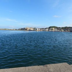 天ぷら狙いのキスは不発