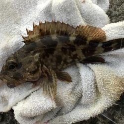 青流してもガッシー2nd