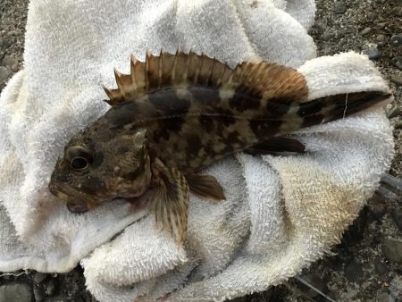 青流してもガッシー2nd