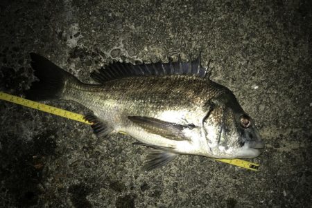 フカセチヌナイト