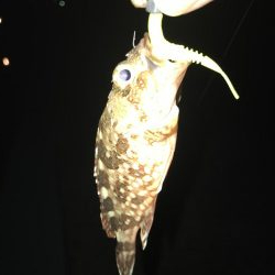 やっぱり小さいガッシーマンション