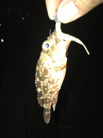 やっぱり小さいガッシーマンション