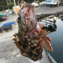 ガッシーマンションの沖には！