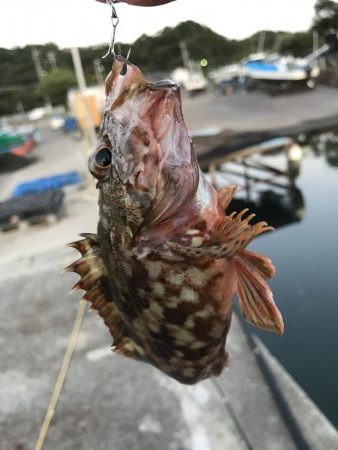 ガッシーマンションの沖には！