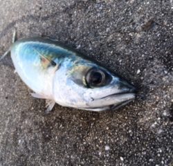 ショアジギング