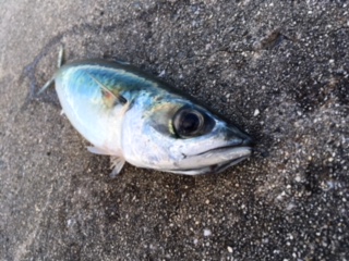 ショアジギング