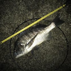 サナギフカセナイト2nd