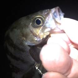 サマーメバリング