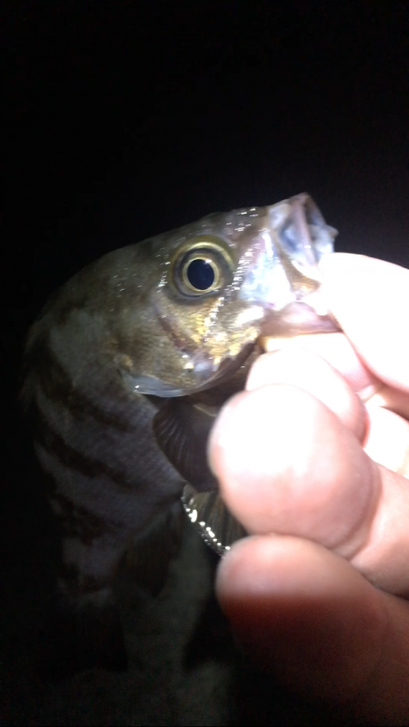 サマーメバリング