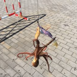 コスモスクエア　タコいまいち