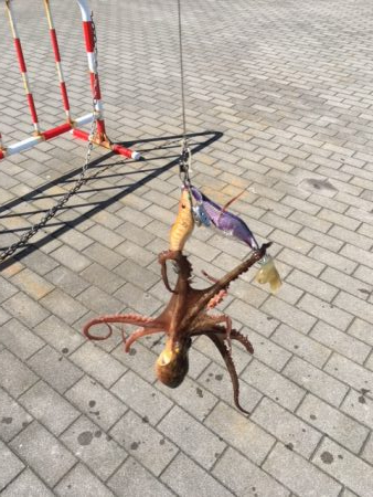 コスモスクエア　タコいまいち