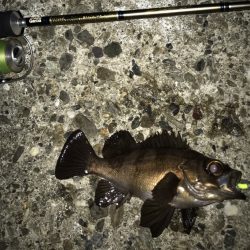 メバル・シーバス