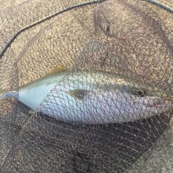 沼島　ショアジギング