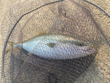 沼島　ショアジギング