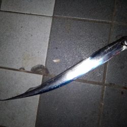 久しぶりのタチウオ釣行